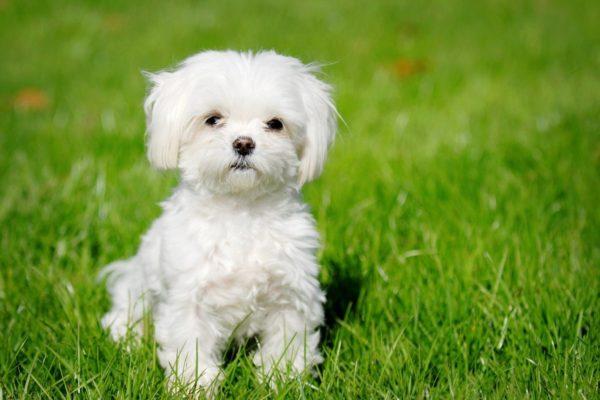 Rêver d'un petit chien blanc 