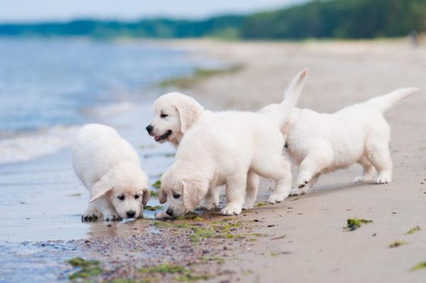 Chiots blancs 