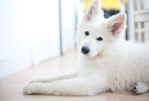 chien blanc 
