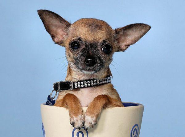 Pourquoi le petit chien a-t-il rêvé 