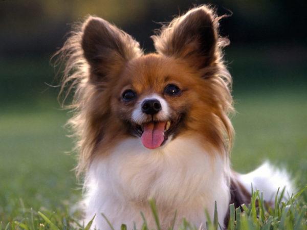 Petit chien gentil 