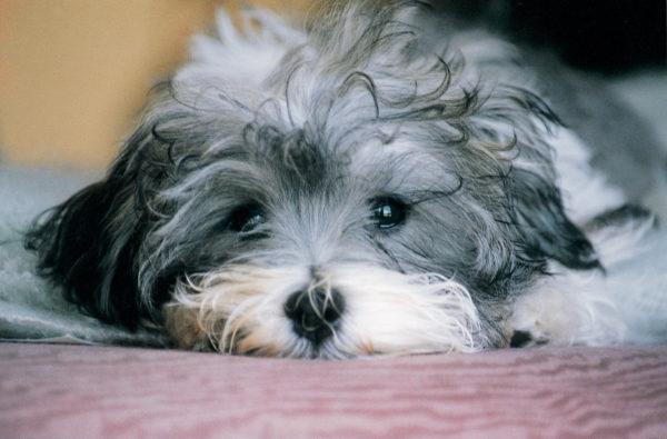Chiots gris 