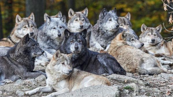 Pourquoi rêver d'une meute de loups 