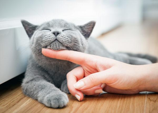 Pourquoi rêver de caresser un chat 