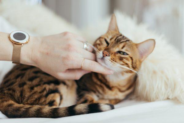Pourquoi rêver de caresser un chat 