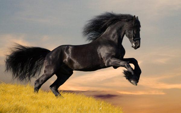 Pourquoi le cheval noir rêve-t-il 