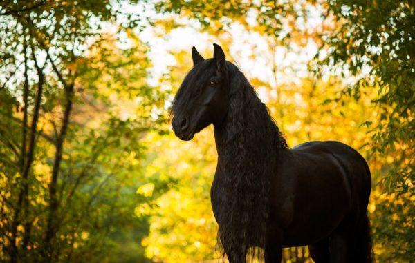 De quoi rêvait le cheval noir - l'interprétation de célèbres livres de rêves 