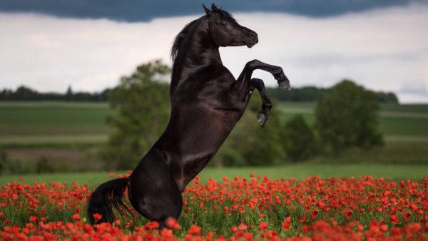 De quoi rêvait le cheval noir - l'interprétation de célèbres livres de rêves 