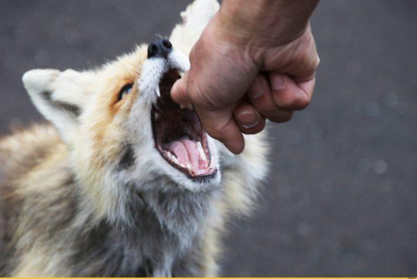 Pourquoi rêver d'une morsure de renard 