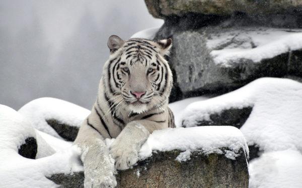Pourquoi le tigre blanc rêve-t-il 