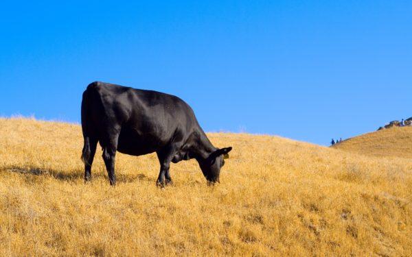 Pourquoi la vache noire rêve-t-elle 