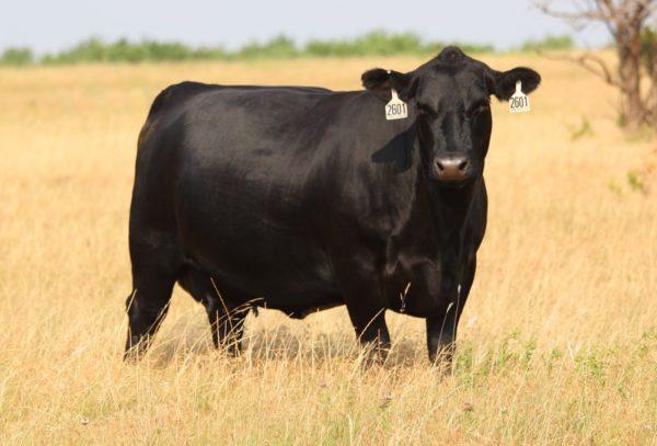 Pourquoi la vache noire rêve-t-elle 