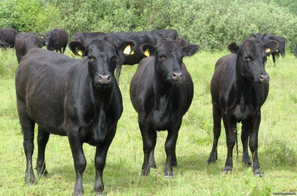 Pourquoi la vache noire rêve-t-elle 