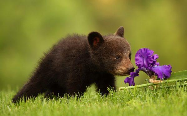 Pourquoi le petit ours rêve-t-il 