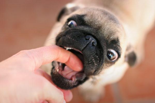 Quel est le rêve d'un chien qui veut mordre 