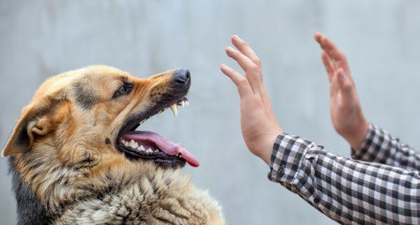 Chien sans abri 