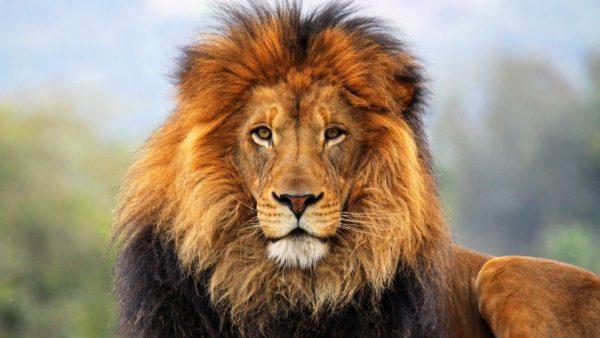 Pourquoi le lion rêve-t-il 