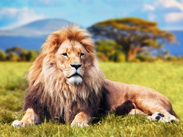 Leo - un symbole de richesse 