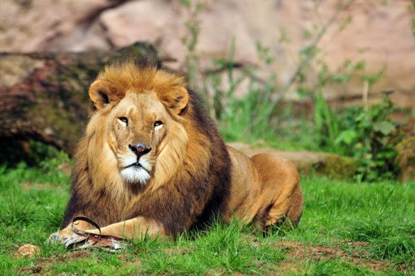 Pourquoi le lion rêve-t-il 