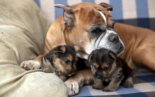 Chien avec chiots 