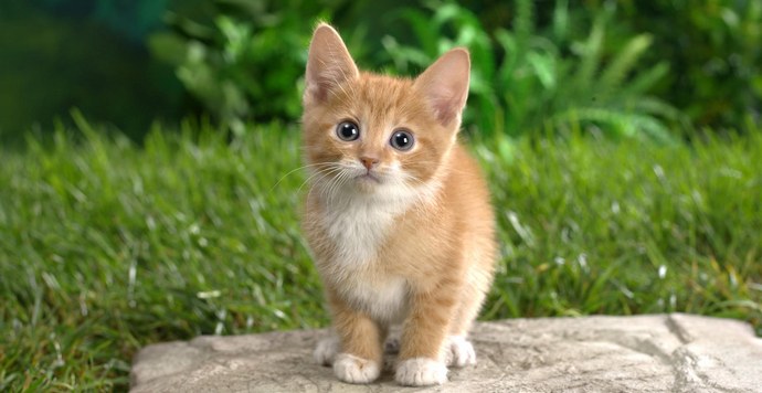 Comment les chats australiens paieront