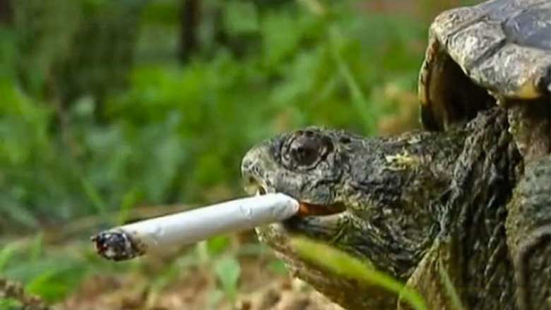 Comment une tortue de Chine est devenue accro à la nicotine