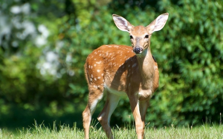 Comment un jeune cerf a sauvé une femme d'un tueur