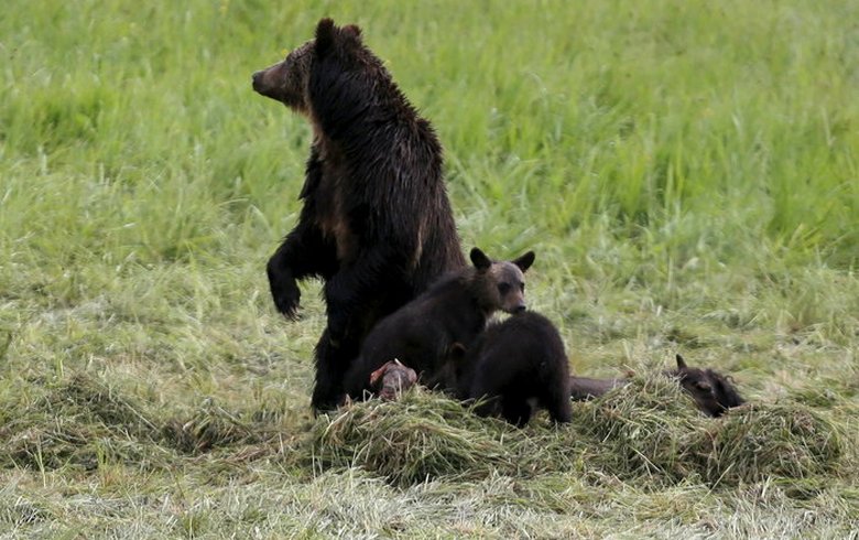 Comment la loi sur la protection des animaux a transformé les ours en peluche
