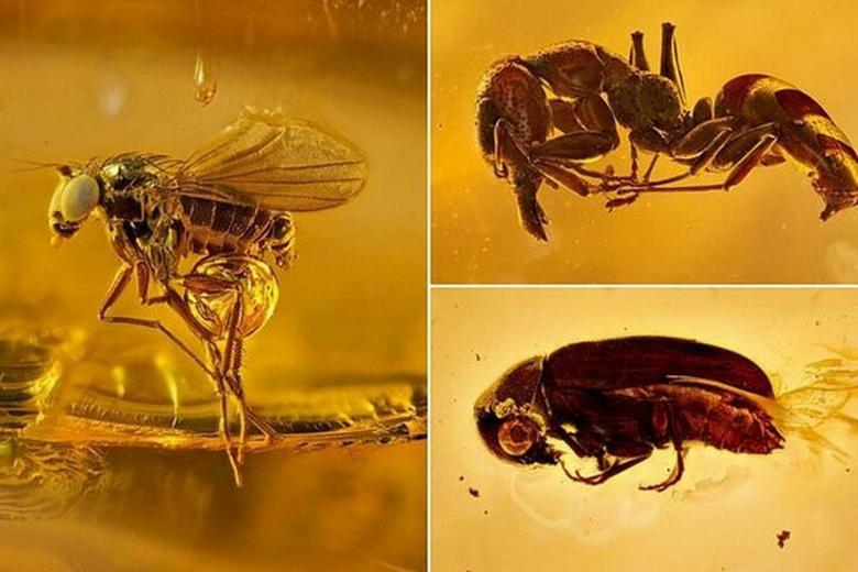 Kaliningrad Amber Museum prévoit de créer un laboratoire pour l'étude des insectes anciens