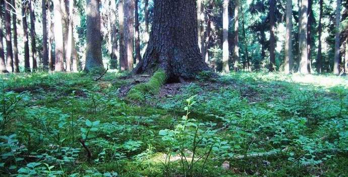 Le Canadien est tombé sur la forêt