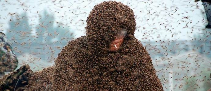 Les Chinois ont volontairement coincé avec un million d'abeilles vivantes