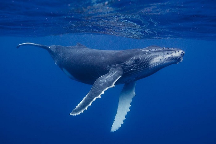 Les baleines peuvent sauver la planète du changement climatique mondial.