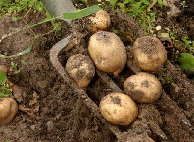Quelques secrets de pommes de terre ordinaires pour nous