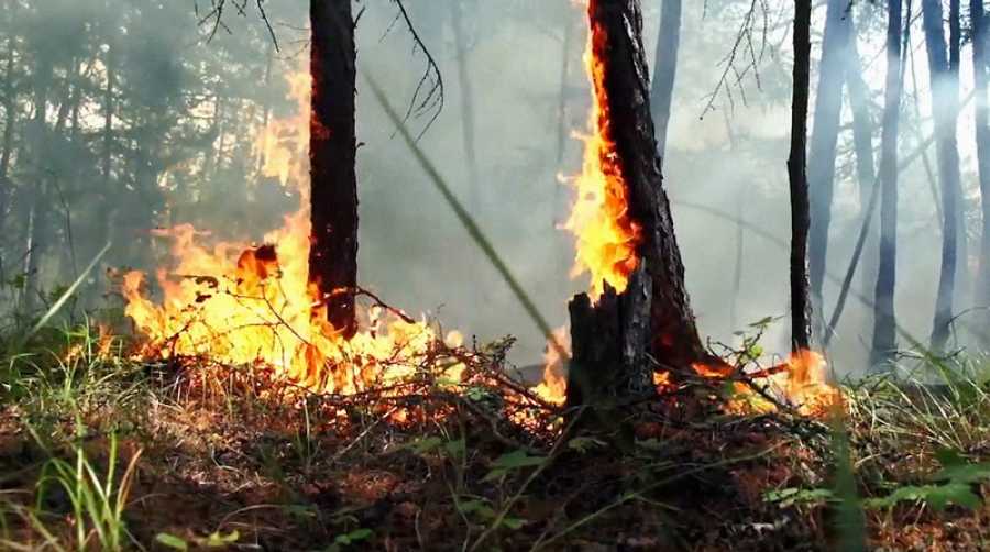 Qui profite des incendies de forêt, selon les scientifiques