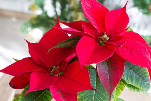 poinsettia présages et superstitions rouges 
