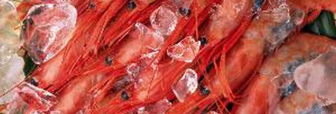 Les crevettes sont allées aux panneaux solaires