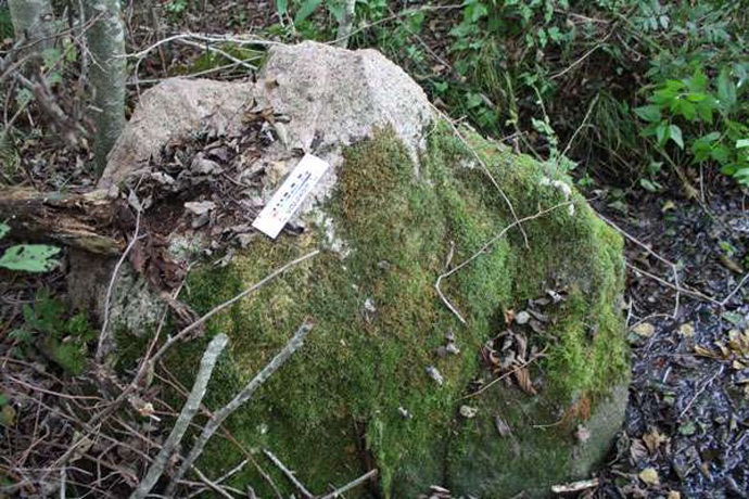Crier et déplacer de la pierre dans la forêt biélorusse