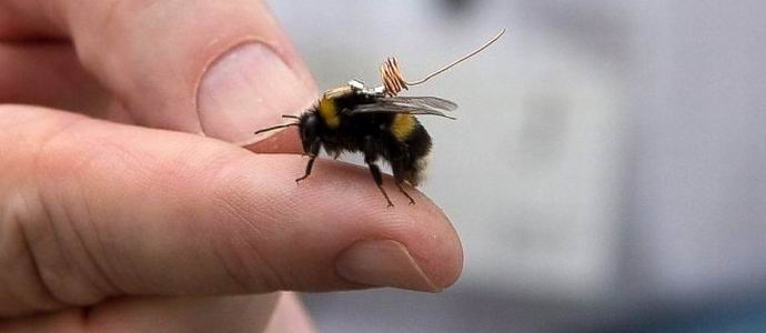 Un minuscule tracker vous permet de garder une trace des abeilles.