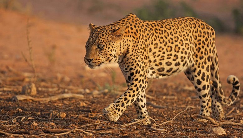 Leopard est venu aux gens pour célébrer le Nouvel An