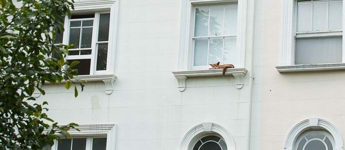 Le renard, endormi sur le rebord de la fenêtre, a frappé les habitants de Londres