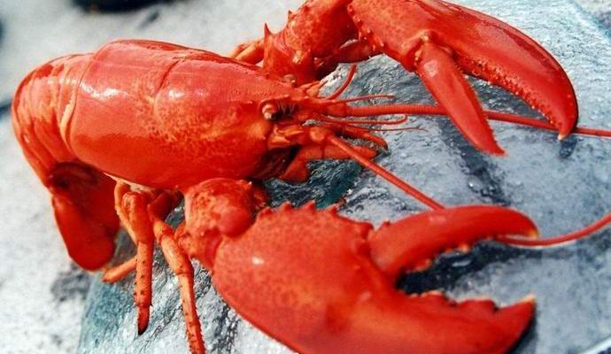 Les homards étaient théoriquement immortels