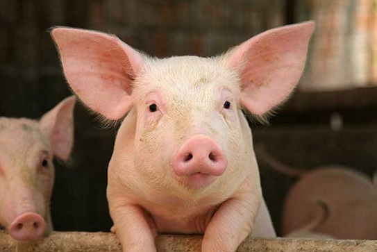Les gens seront transplantés avec les organes internes d'un porc