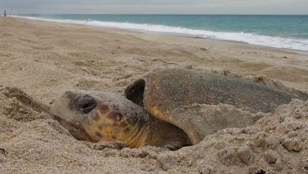 Une carte magnétique dans la tête d'une tortue et ... une personne