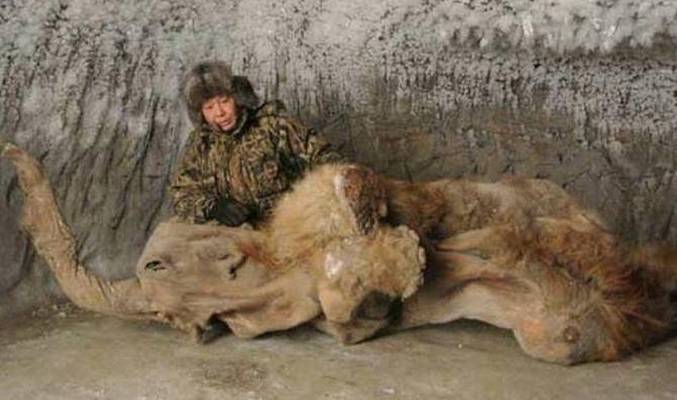 Les mammouths sont-ils toujours en vie?