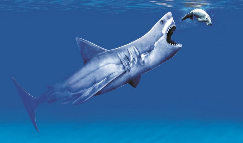 Megalodon il y a 3 millions d'années a perdu une dent qu'un jeune américain a récemment découverte sur la plage