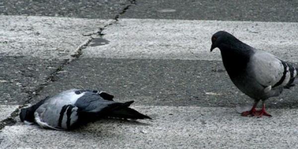 Colombe morte 