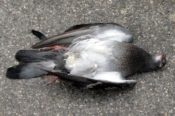 signes d'une colombe morte 