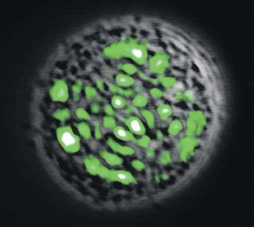 Les cellules hépatiques émettent des rayons verts.