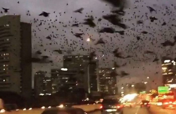 Les oiseaux noirs mystiques attaquent les voitures