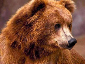 Mysticisme et culte de l'ours